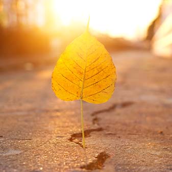 Un Costante Impegno per il Futuro